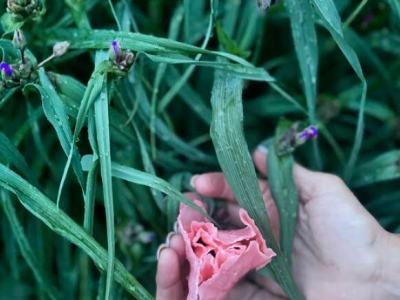 Spring Poppies Are&nbsp;Popping!